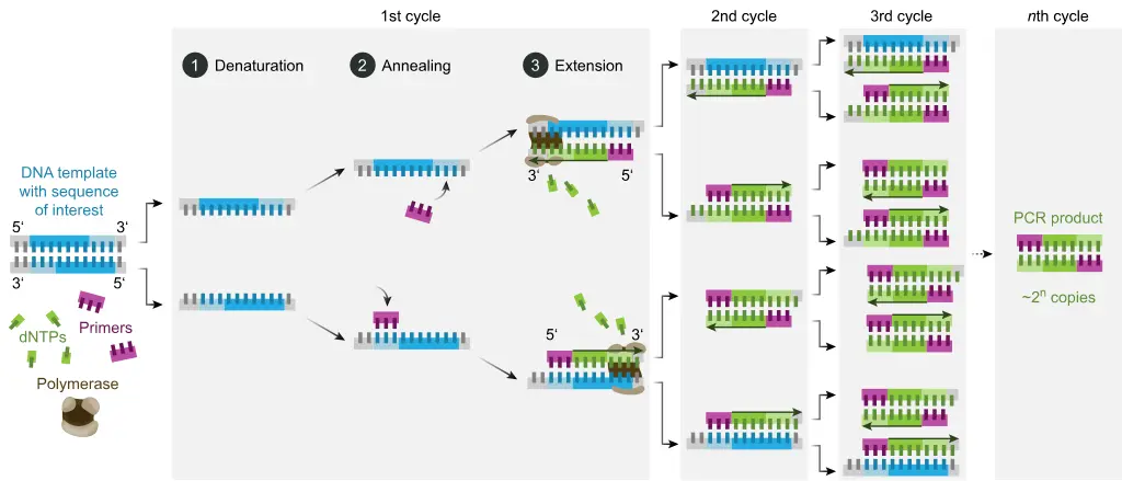 pcr