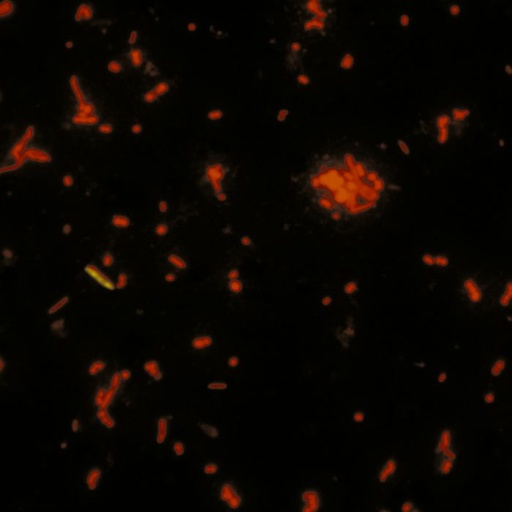 [04539-1] Acridine orange, C.I. 46005 (min. 95%) - 1g